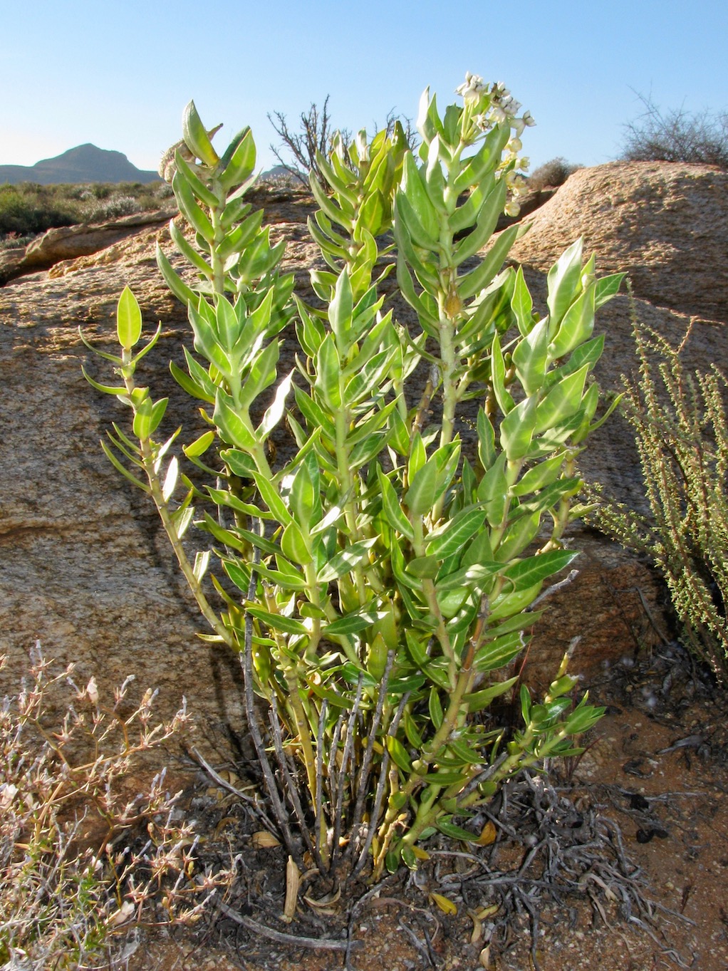 Изображение особи Gomphocarpus cancellatus.