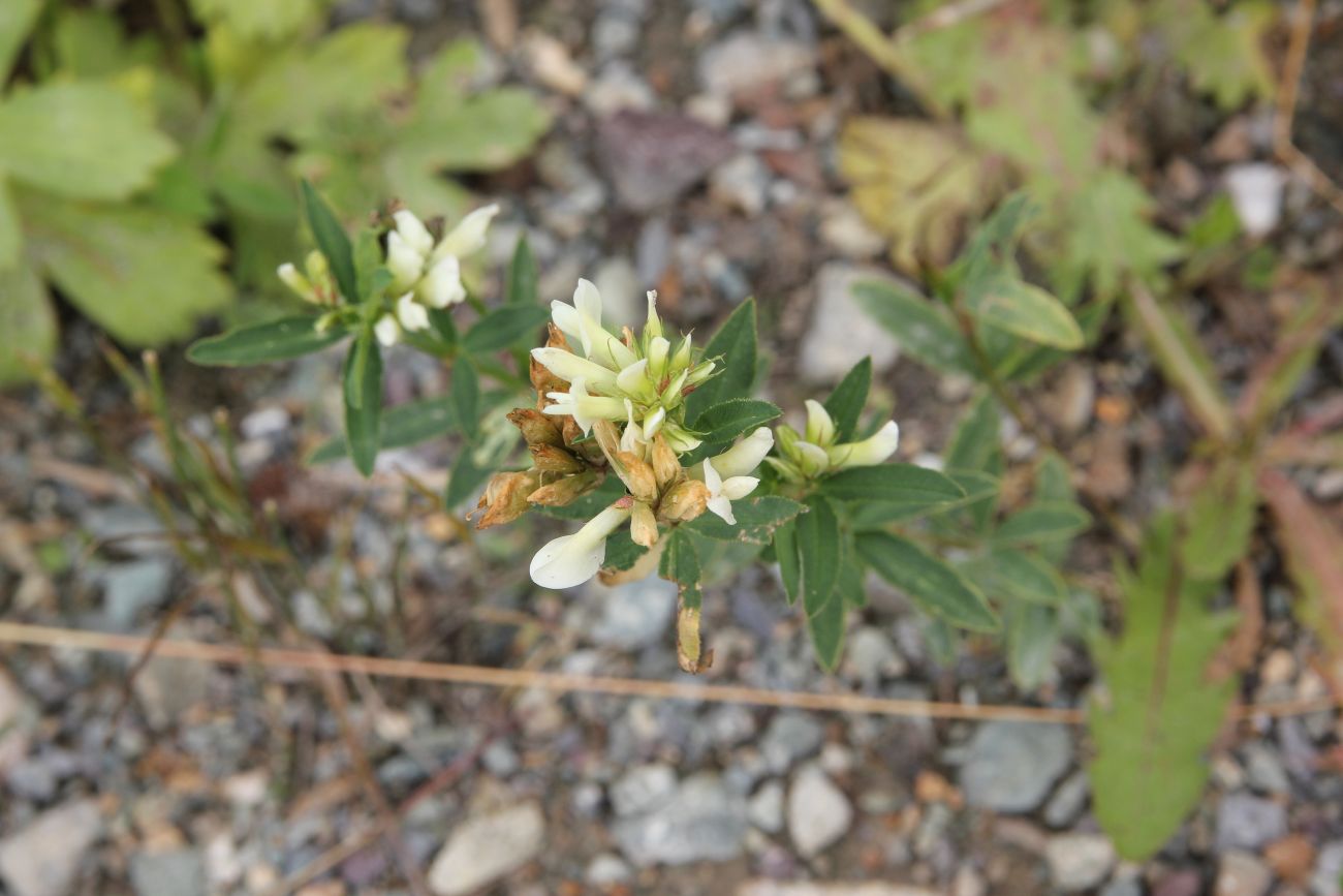 Image of Trifolium lupinaster specimen.