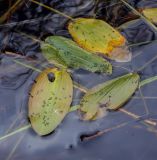 Potamogeton natans. Листья в осенней окраске. Пермский край, Оханский р-н, Тулумбаихинское сельское поселение, Кунчурихинский бор, оз. Белое. 14.08.2020.