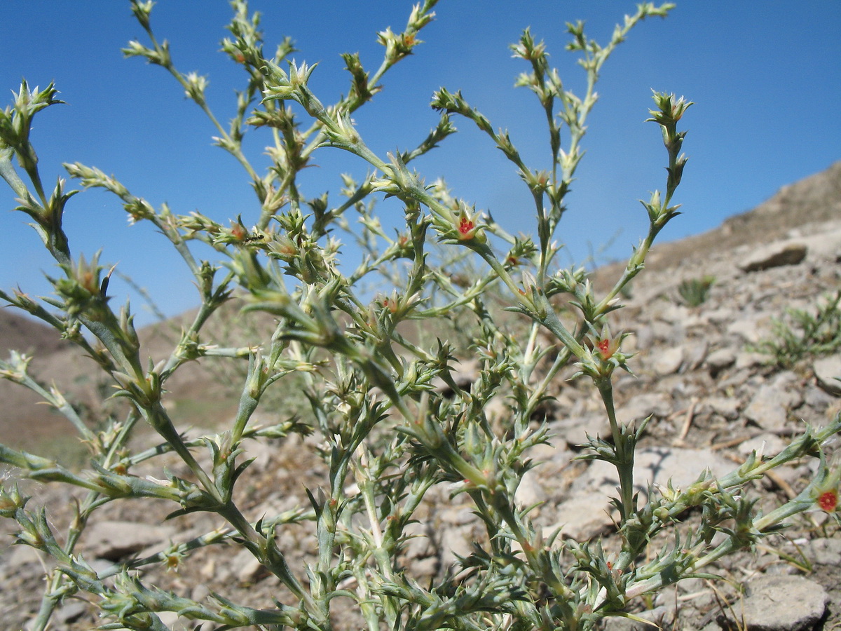 Изображение особи Girgensohnia oppositiflora.