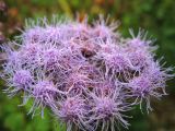 Ageratum houstonianum