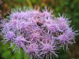 Ageratum houstonianum. Общее соцветие. США, штат Мериленд, Роквилл, рудеральное местообитание. 22 сентября 2007 г.