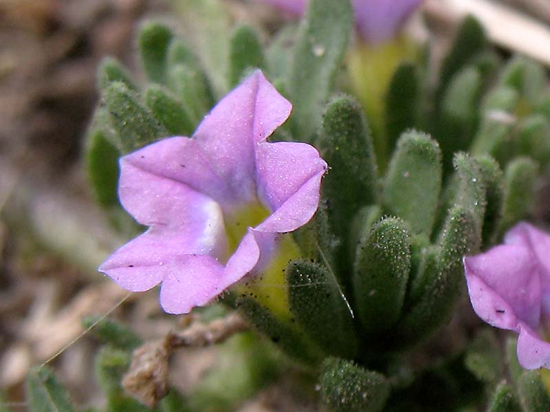 Изображение особи Calibrachoa parviflora.