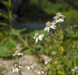 Achillea ptarmica. Верхушка цветущего растения с кормящейся тлёй. Башкортостан, Гафурийский р-н, Имендяшевский сельсовет, окр. дер. Таш-Асты, долина р. Зилим, устье малого ручья, зарастающий луговой растительностью галечник. 4 сентября 2020 г.