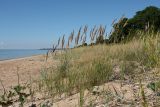 Calamagrostis meinshausenii