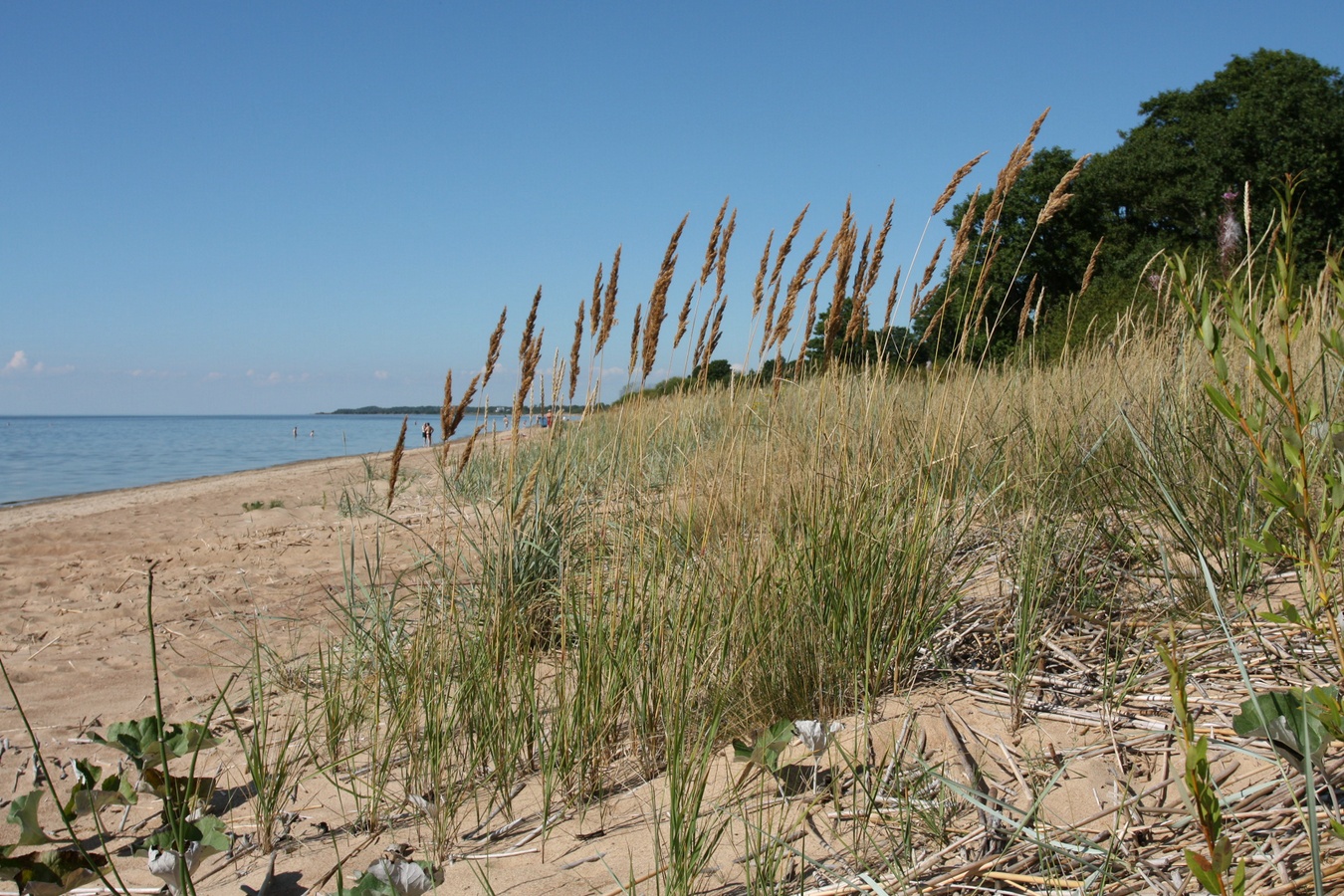 Image of Calamagrostis meinshausenii specimen.