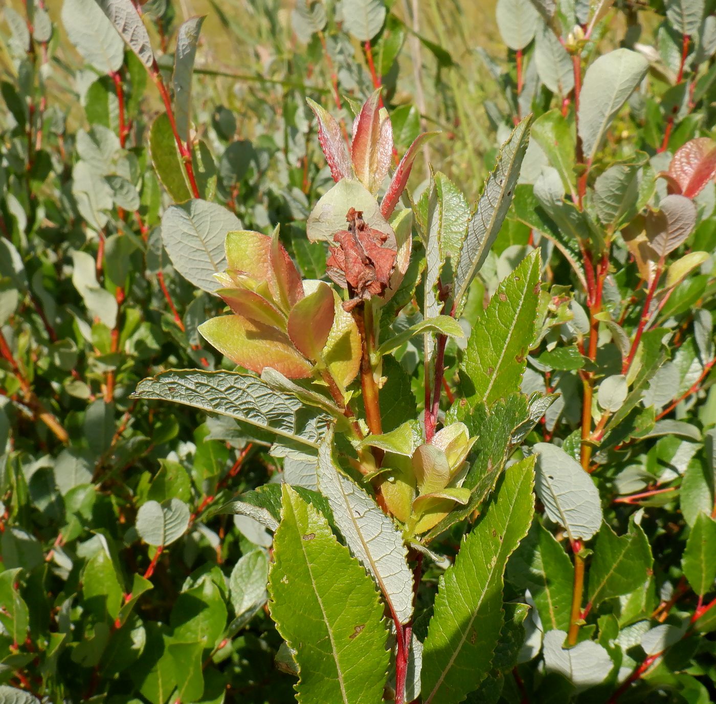 Image of Salix phylicifolia specimen.