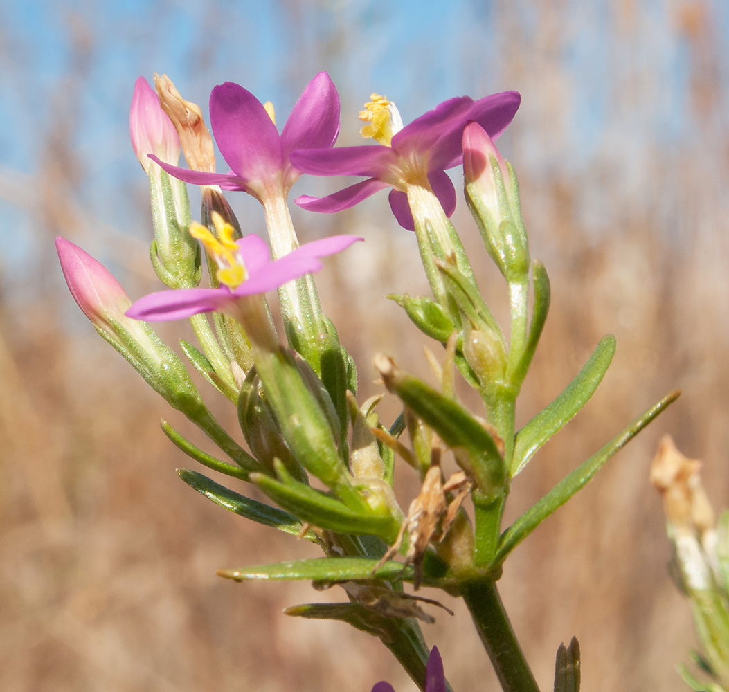 Image of Centaurium erythraea ssp. turcicum specimen.