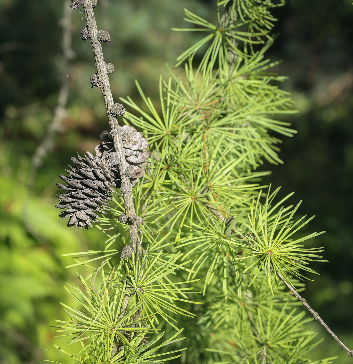 Изображение особи Larix occidentalis.