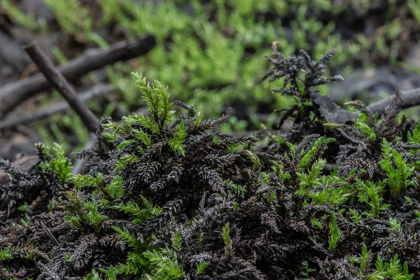 Изображение особи Climacium dendroides.