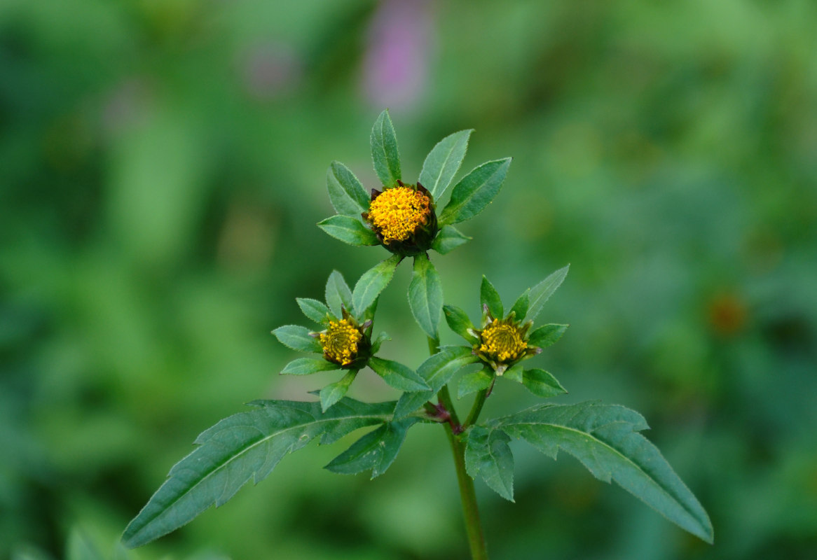 Image of Bidens tripartita specimen.