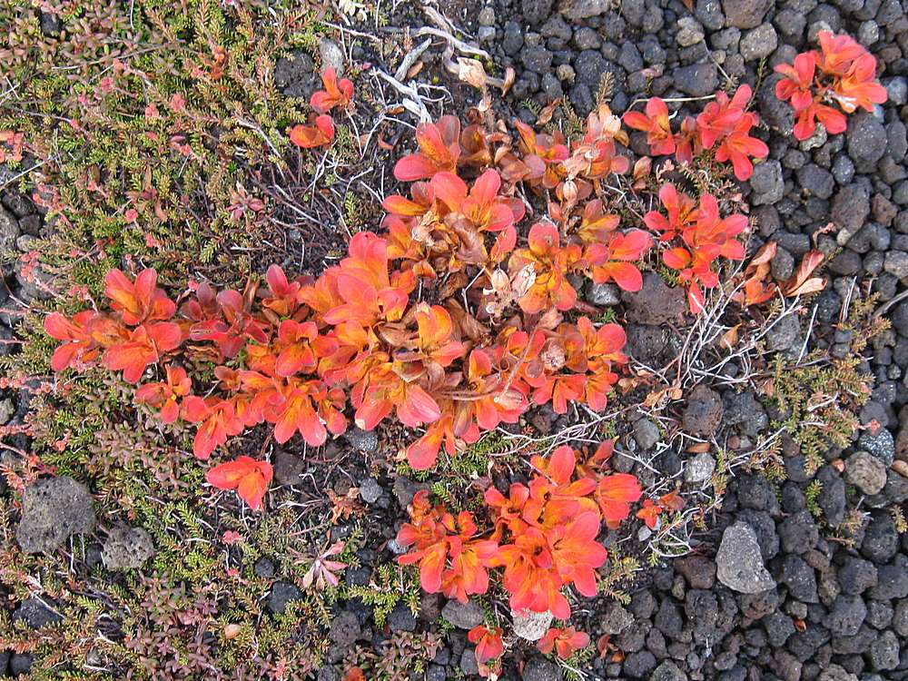 Image of Rhododendron camtschaticum specimen.