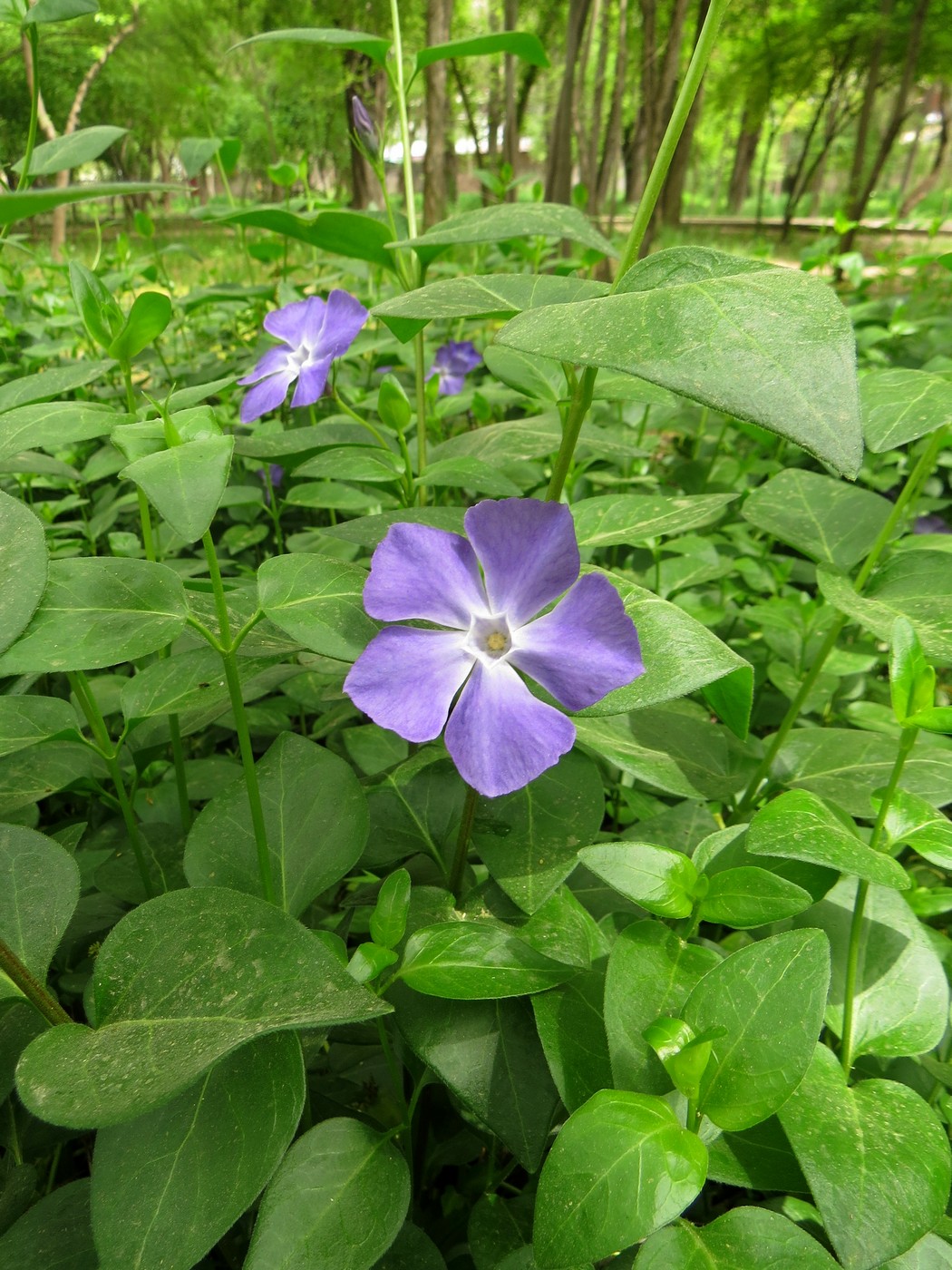 Image of Vinca major specimen.