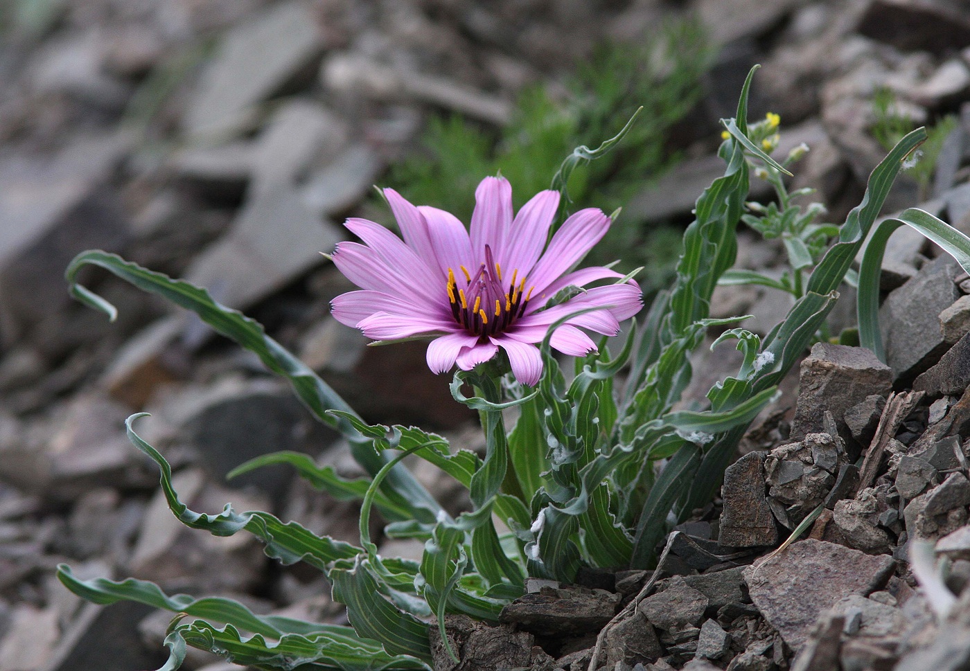 Image of Tragopogon marginifolius specimen.