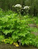 Heracleum dissectum разновидность barbatum. Цветущее растение. Мурманская обл., г. Кировск, ПАБСИ, в культуре. 03.08.2012.