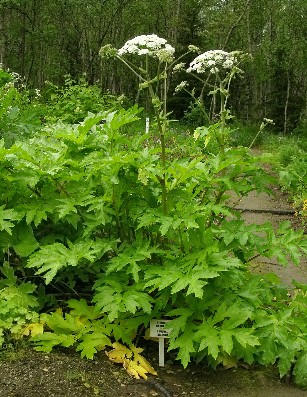 Image of Heracleum dissectum var. barbatum specimen.