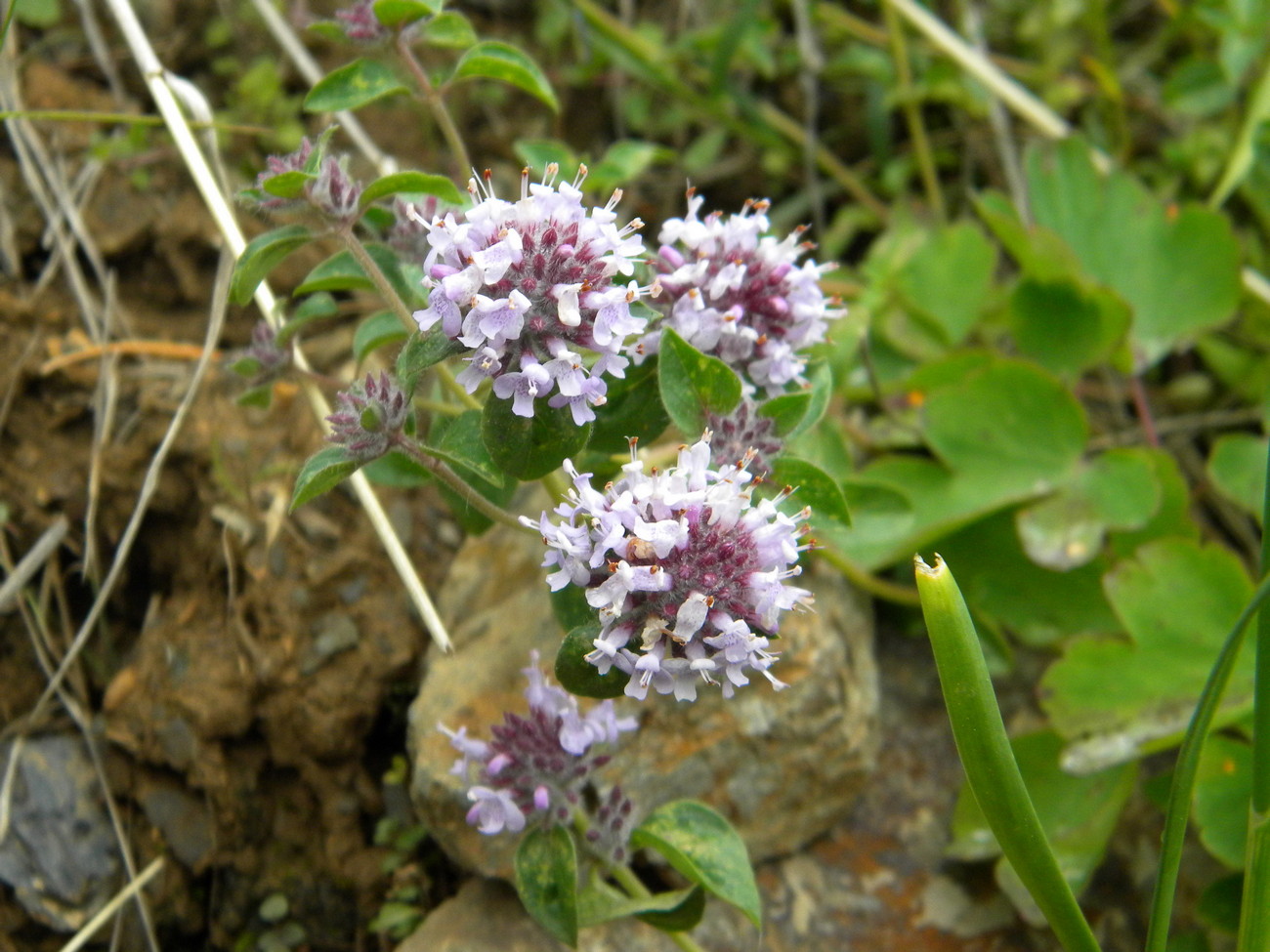 Image of Ziziphora clinopodioides specimen.