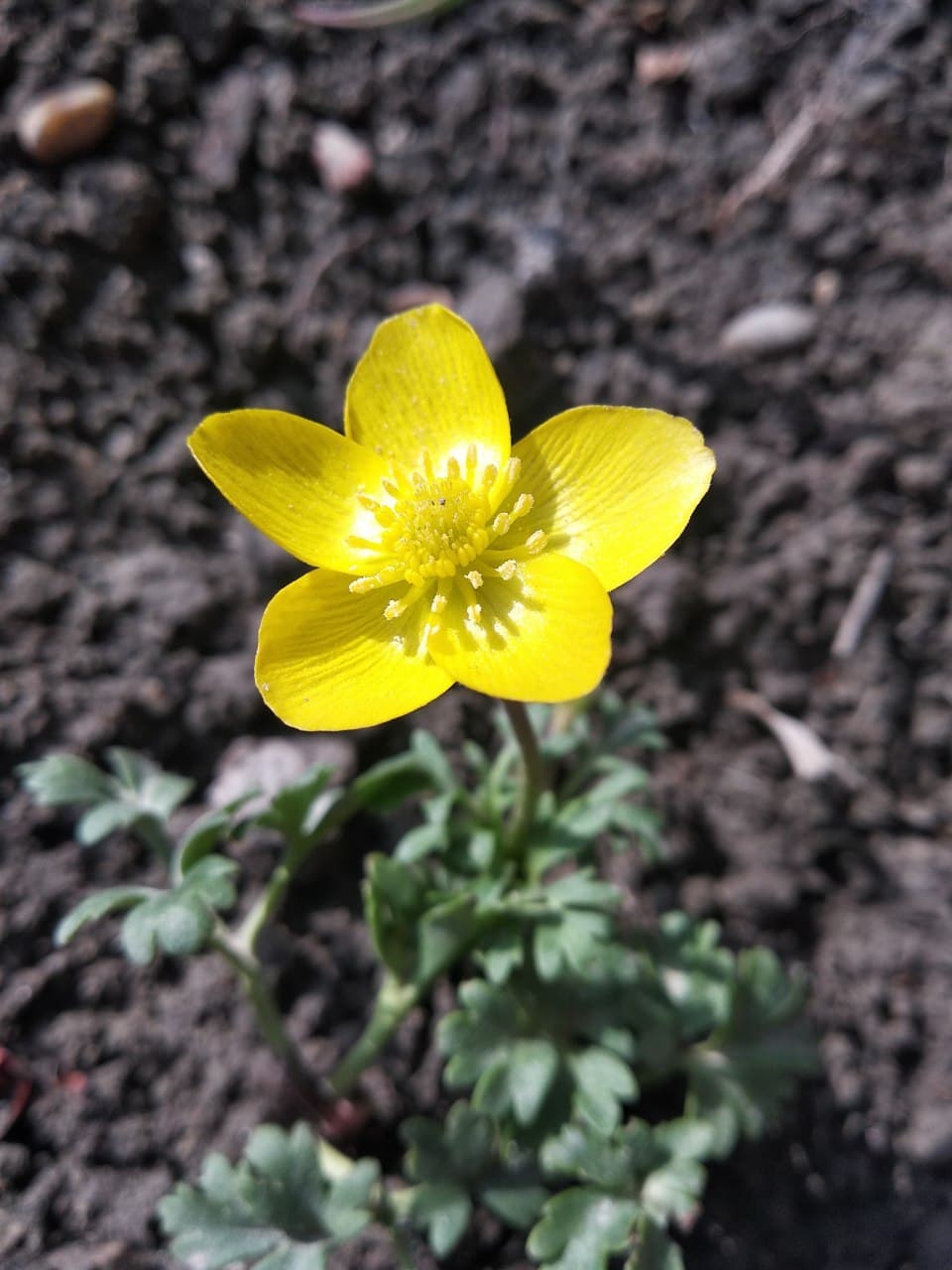 Image of Anemone petiolulosa specimen.