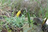 Tulipa biebersteiniana. Цветущее растение. Краснодарский край, м/о г. Новороссийск, хр. Маркотх, Пенайская щель, поляна в можжевеловом лесу, на моховой подушке. 20.04.2021.