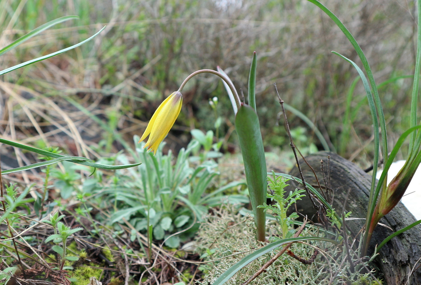 Image of Tulipa biebersteiniana specimen.