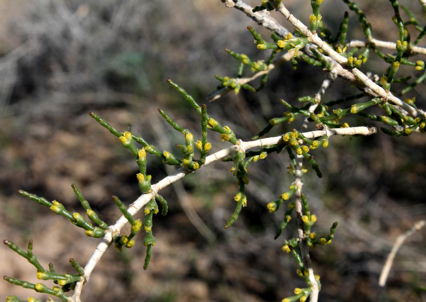 Изображение особи Haloxylon persicum.