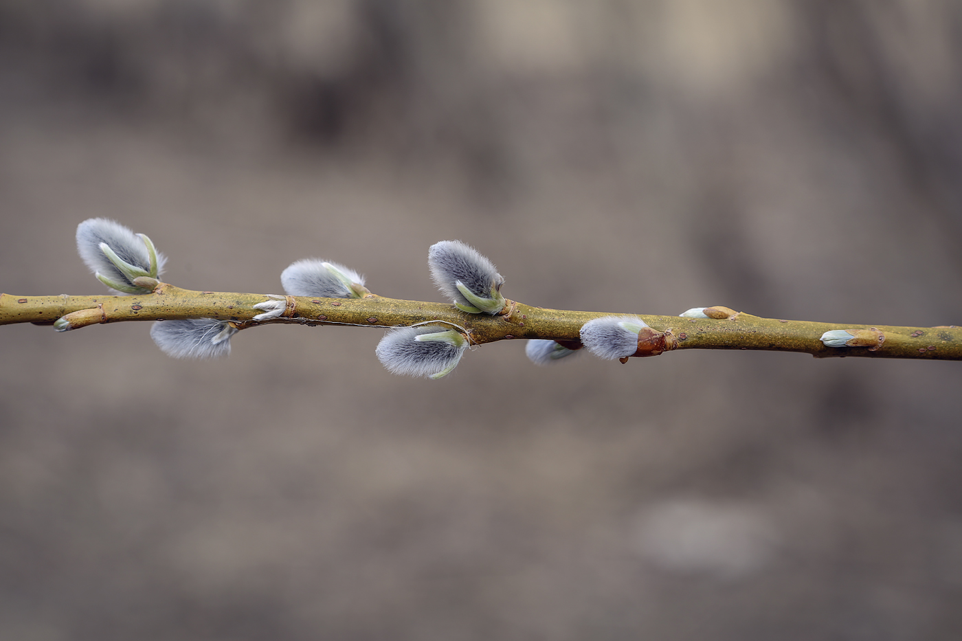 Изображение особи Salix viminalis.