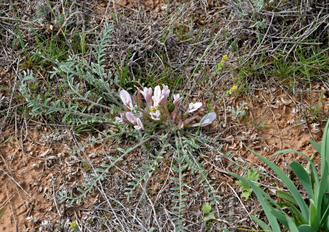 Изображение особи Astragalus dolichophyllus.