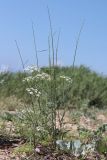 Astrodaucus littoralis. Цветущее растение (на заднем плане - Elytrigia obtusiflora). Крым, Севастополь, мкр-н Любимовка, песчаный берег моря. 20.06.2021.