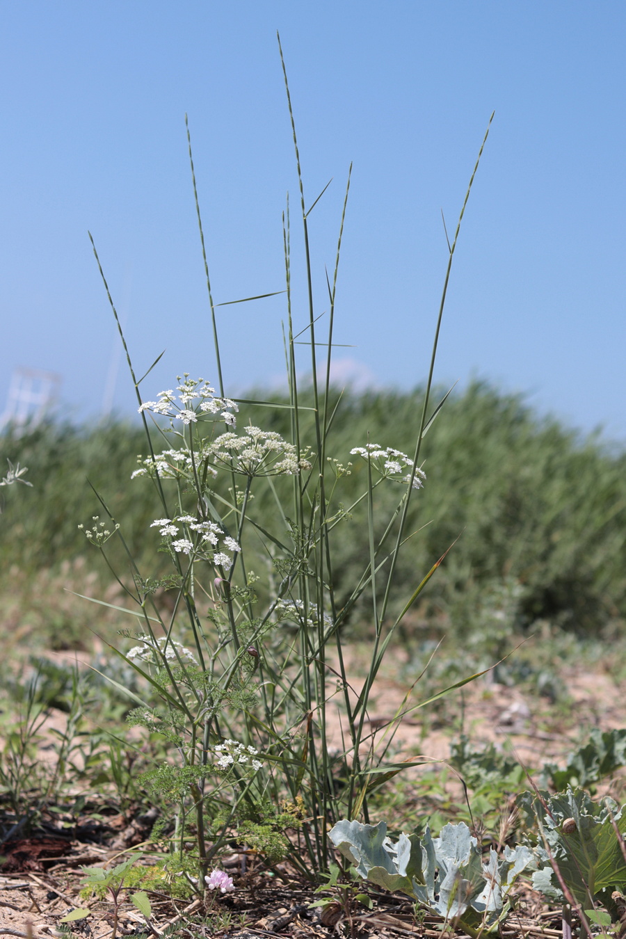 Изображение особи Astrodaucus littoralis.