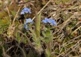 familia Boraginaceae. Цветущее растение. Красноярский край, г. Норильск, окр. р-на Талнах, на склоне горы. 24.06.2021.