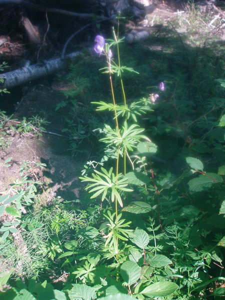 Изображение особи род Aconitum.