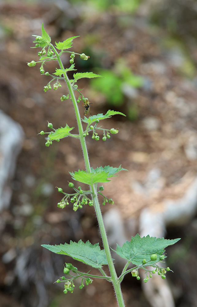 Изображение особи Scrophularia divaricata.