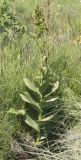 Veratrum lobelianum