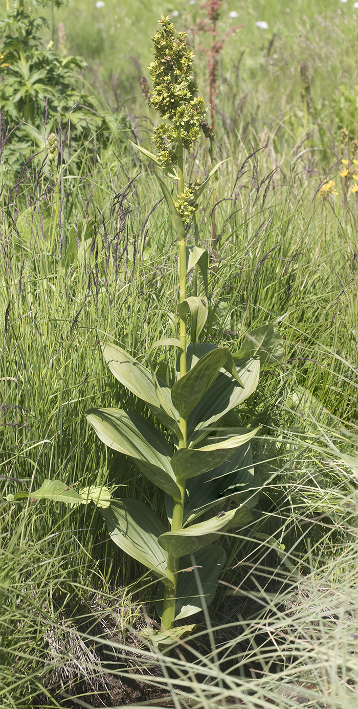 Изображение особи Veratrum lobelianum.