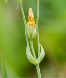 Blackstonia perfoliata. Фрагмент соцветия с отцветшим цветком. Абхазия, окр. пос. Цандрыпш, поляна среди широколиственного леса на склоне горы. 07.08.2021.