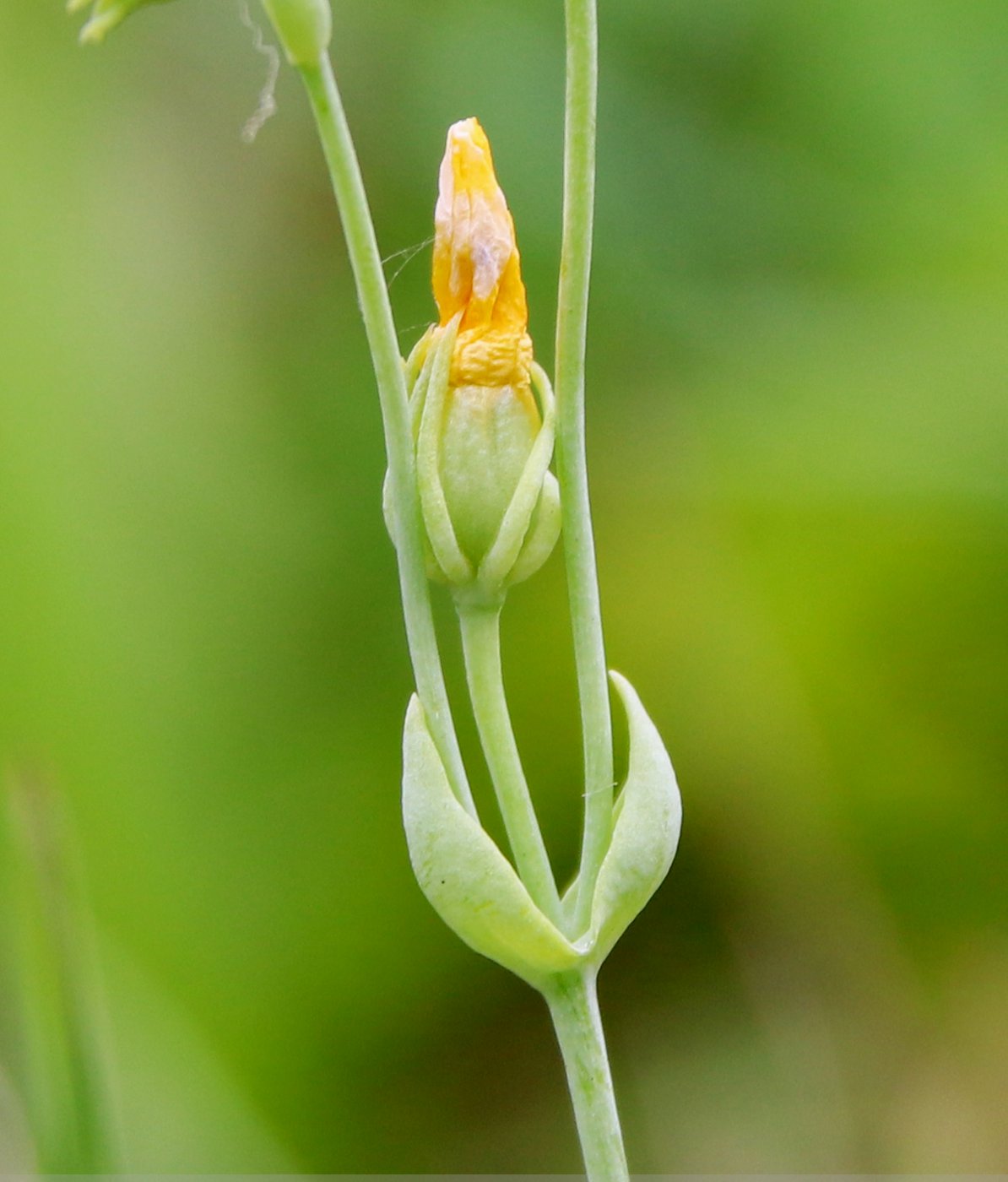 Изображение особи Blackstonia perfoliata.