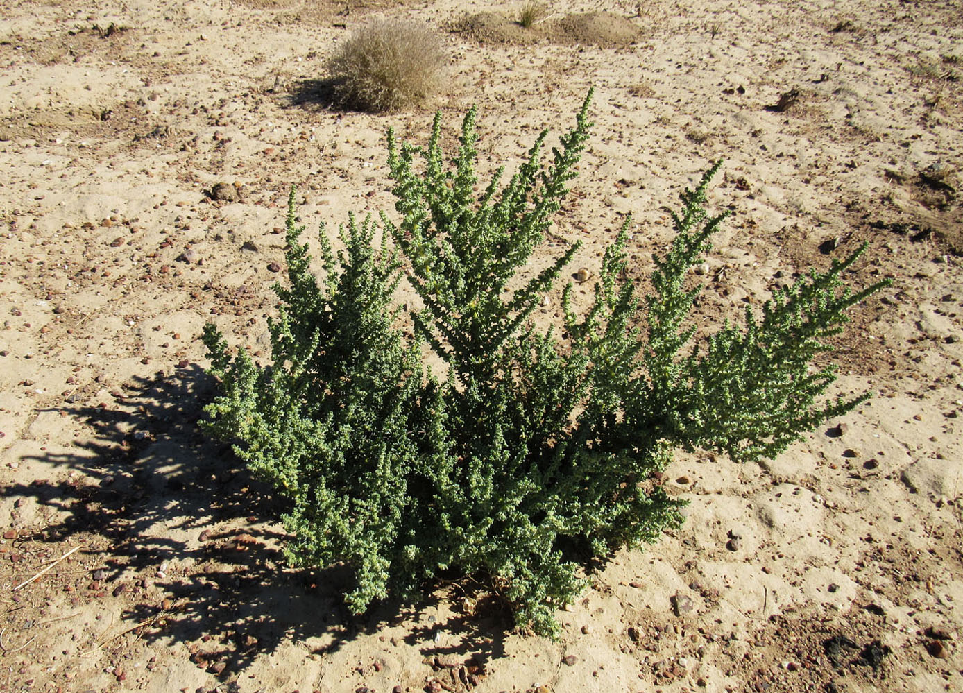 Image of Halogeton glomeratus specimen.