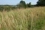 Calamagrostis epigeios. Аспект плодоносящих растений. Псковская обл., Псковский р-н, окр. дер. Филатова Гора; дол. р. Великая, высокая дорожная насыпь, суходольный вейниковый луг. 29.07.2021.