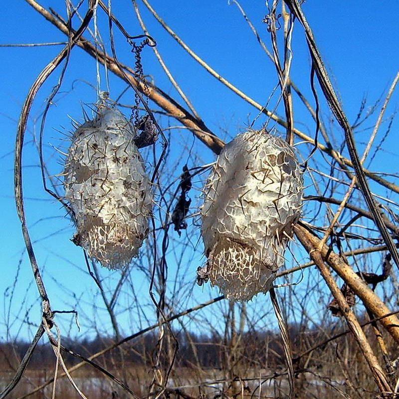 Изображение особи Echinocystis lobata.