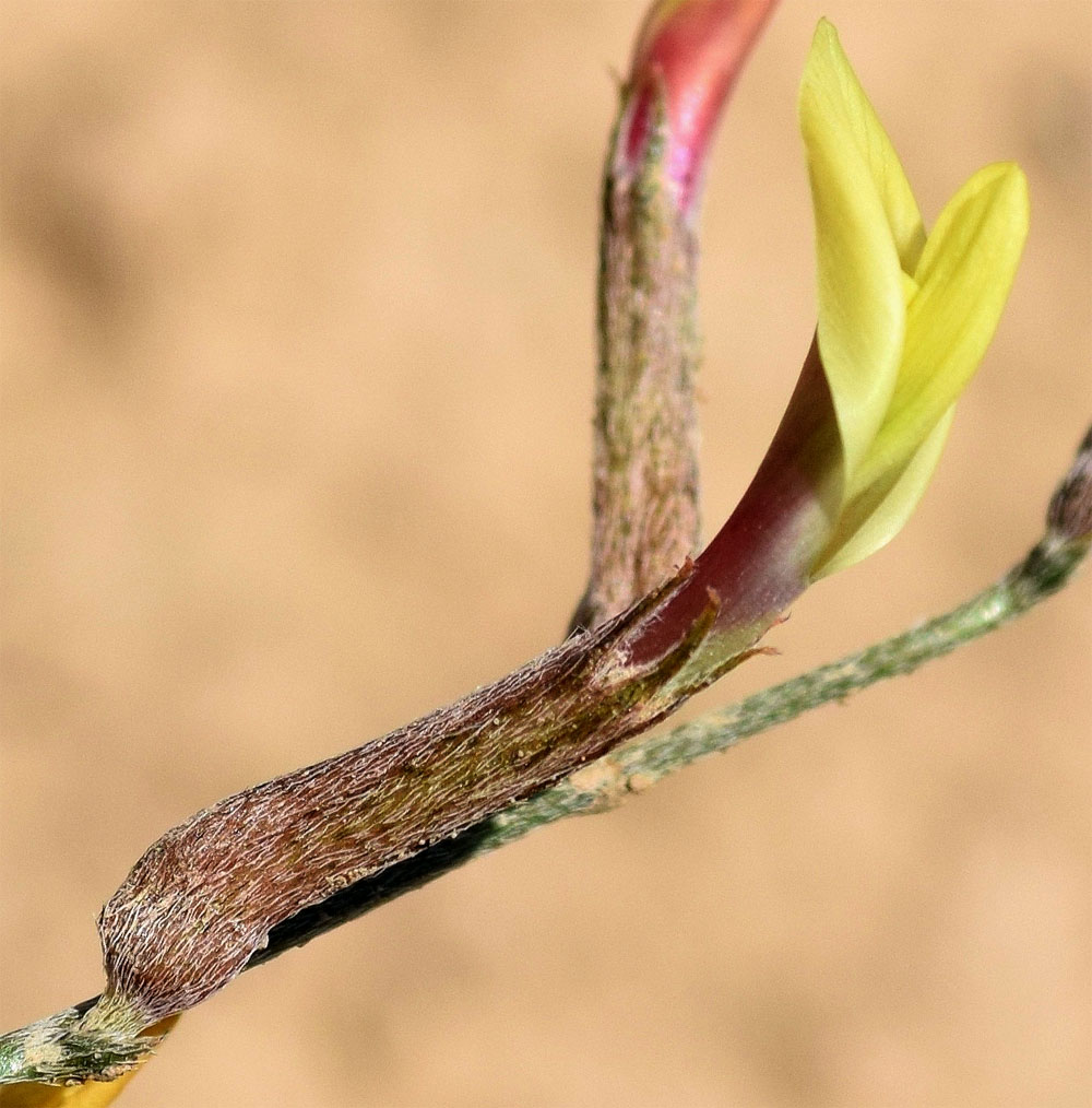 Image of Astragalus marguzaricus specimen.