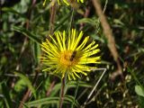 Inula hirta