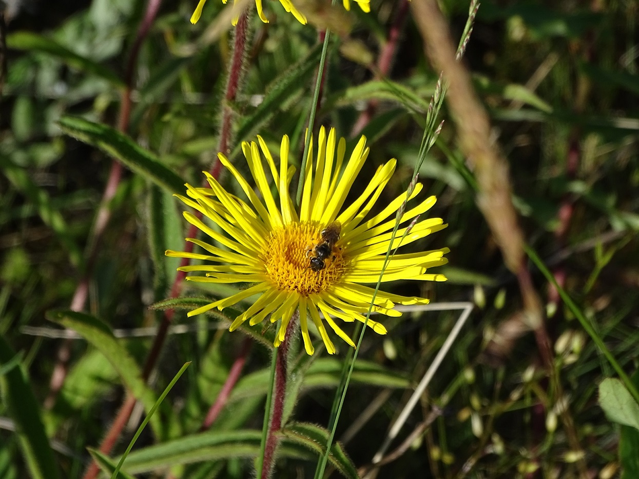 Изображение особи Inula hirta.