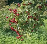 Crataegus pinnatifida. Верхушки плодоносящих ветвей. Москва, Воробьёвы горы, Ботанический сад МГУ, в культуре. 01.09.2021.