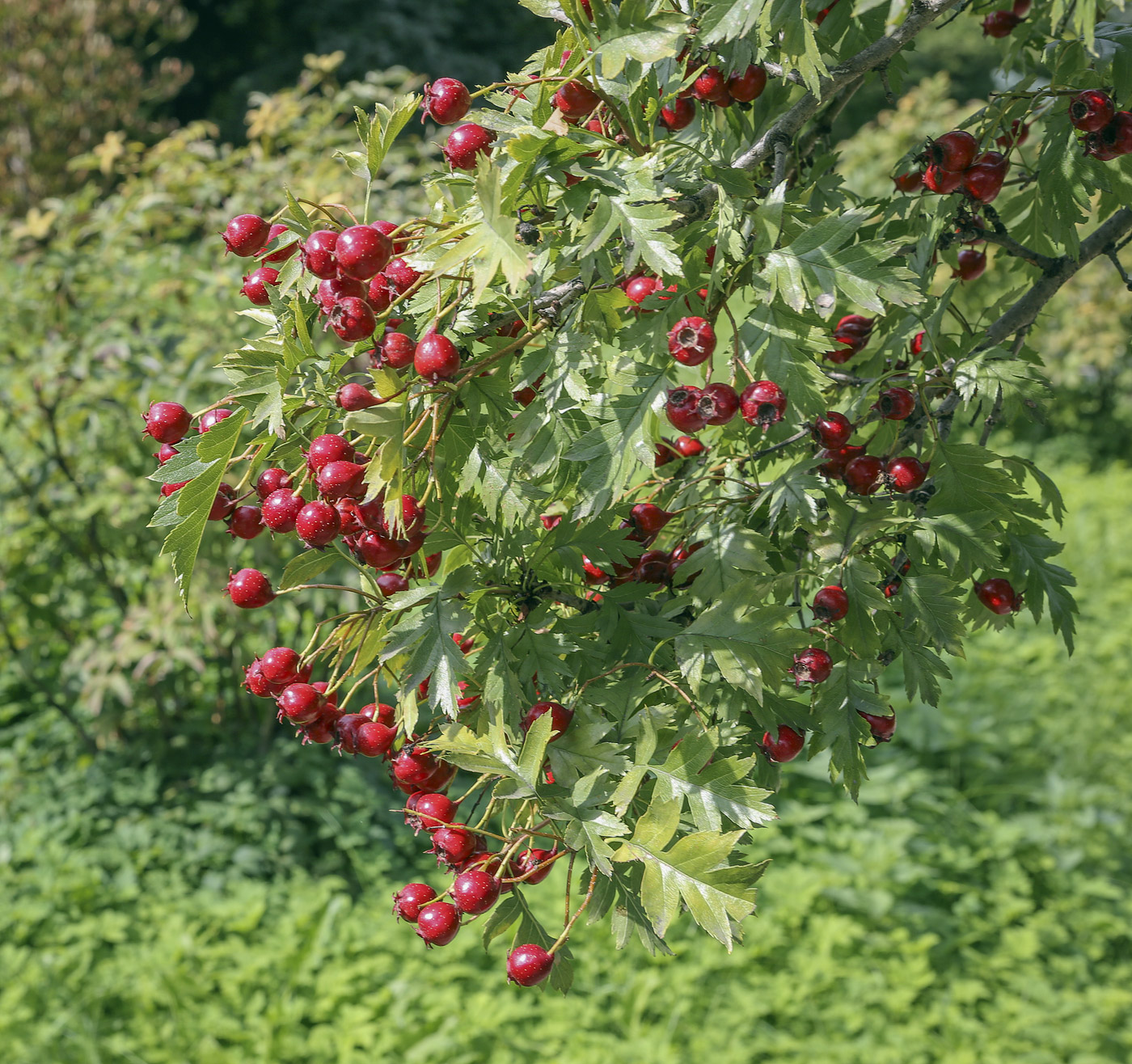 Image of Crataegus pinnatifida specimen.