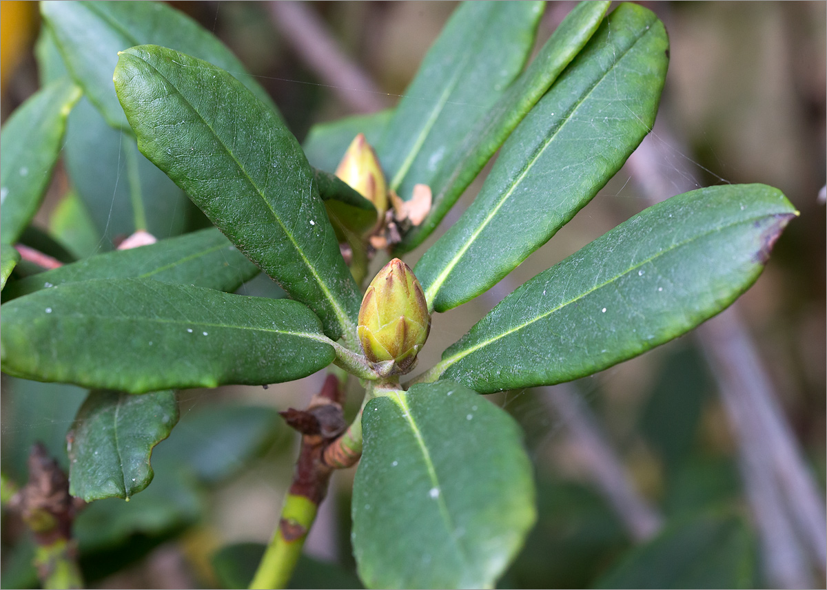 Изображение особи род Rhododendron.