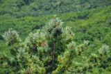 Pinus koraiensis. Верхушка дерева с незрелыми шишками. Приморье, окр. г. Находка, гора Памятник, скальный массив Замок, смешанный лес, у подножия скал. 29.07.2021.