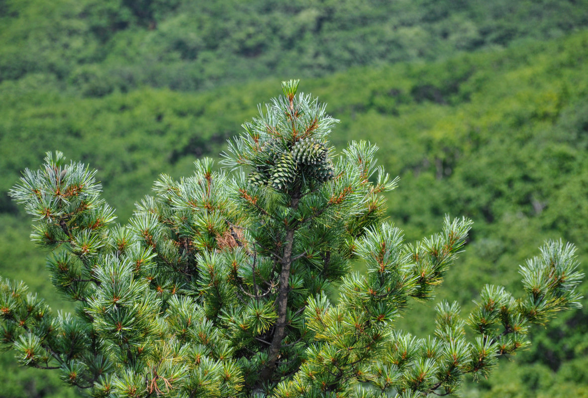 Image of Pinus koraiensis specimen.