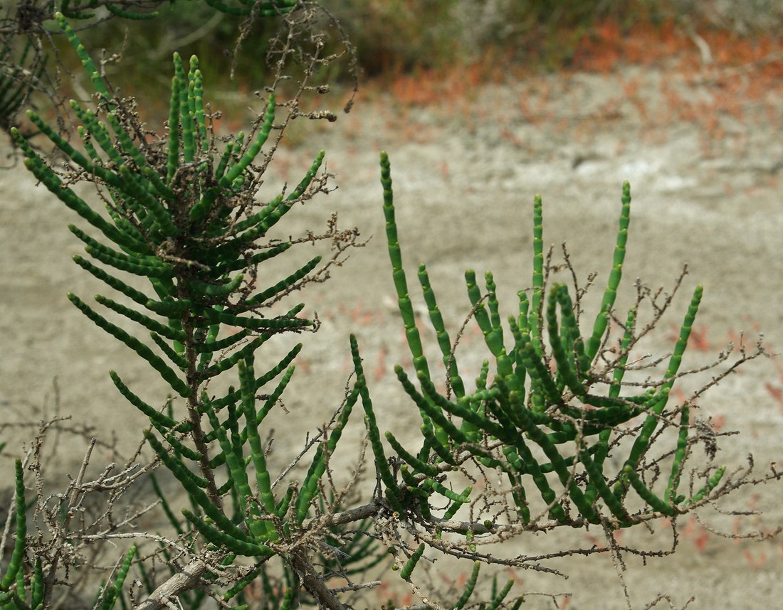 Image of Halostachys belangeriana specimen.