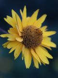 Heliopsis helianthoides