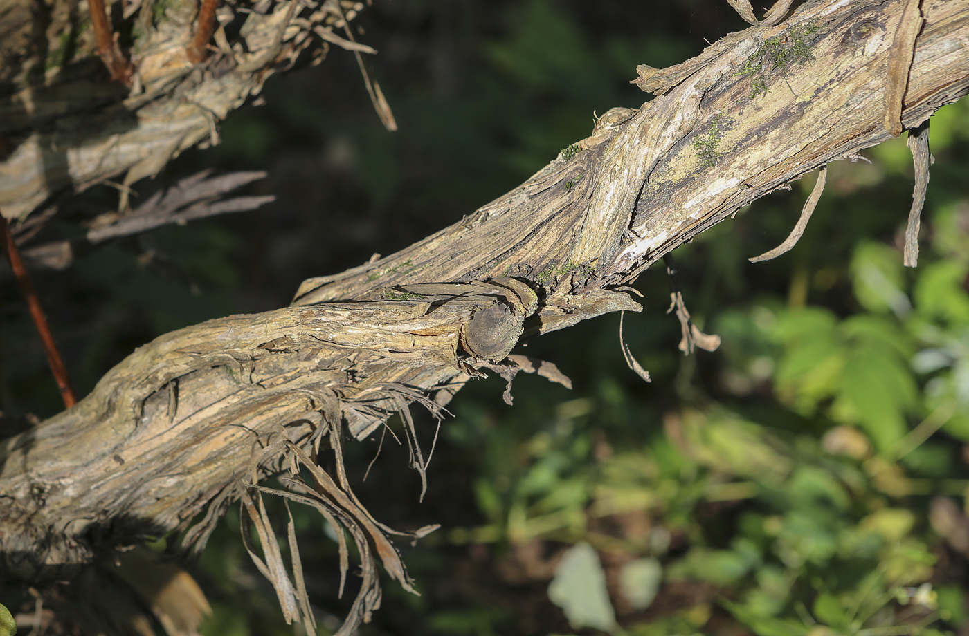 Image of genus Lonicera specimen.